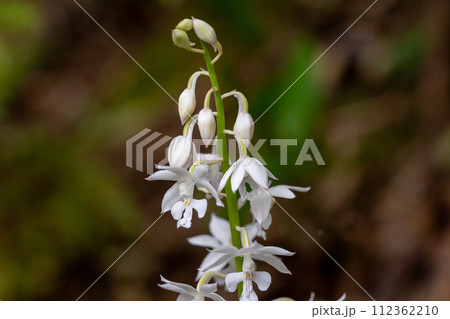 奄美大島　アマミエビネ 112362210