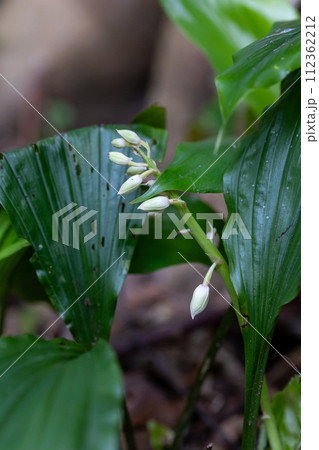 奄美大島 アマミエビネ 奄美大島 アマミエビネ 112362212