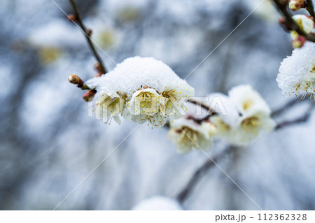 早春に降った雪と梅の花　宮城県柴田町 112362328