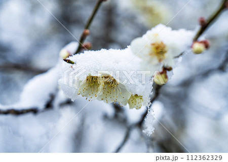 早春に降った雪と梅の花　宮城県柴田町 112362329