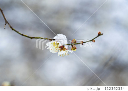 早春に降った雪と梅の花 宮城県柴田町 早春に降った雪と梅の花 宮城県柴田町 112362334