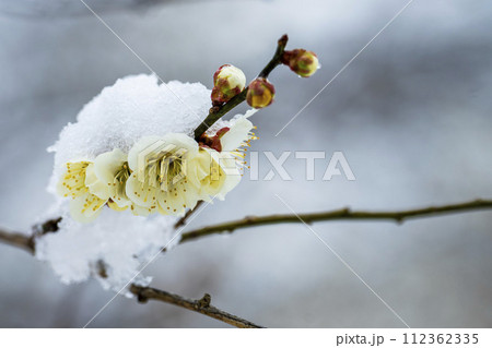 早春に降った雪と梅の花　宮城県柴田町 112362335