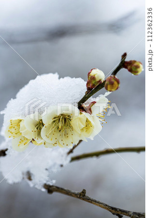 早春に降った雪と梅の花　宮城県柴田町 112362336
