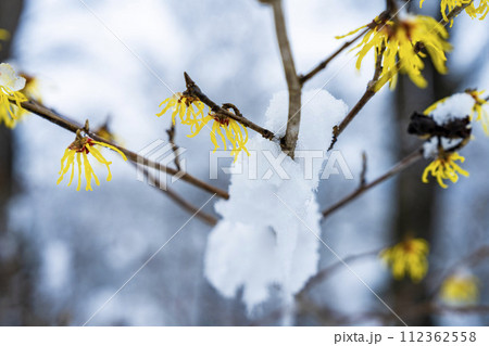 早春に降った雪とマンサクの花 宮城県柴田町 早春に降った雪とマンサクの花 宮城県柴田町 112362558