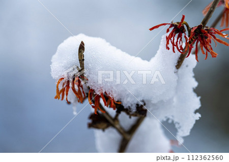早春に降った雪とマンサクの花　宮城県柴田町 112362560