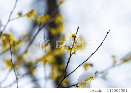 早春に降った雪とマンサクの花　宮城県柴田町 112362561