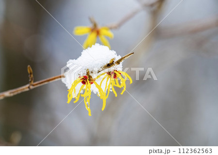 早春に降った雪とマンサクの花　宮城県柴田町 112362563