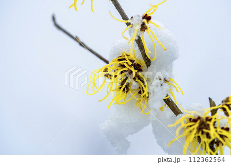 早春に降った雪とマンサクの花 宮城県柴田町 早春に降った雪とマンサクの花 宮城県柴田町 112362564