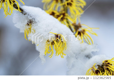早春に降った雪とマンサクの花 宮城県柴田町 早春に降った雪とマンサクの花 宮城県柴田町 112362565