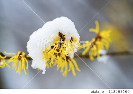 早春に降った雪とマンサクの花 宮城県柴田町 早春に降った雪とマンサクの花 宮城県柴田町 112362566