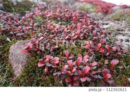 ワイン色のウラシマツツジ 112362621