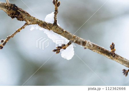 早春に降った雪と桜のつぼみ　宮城県柴田町 112362666