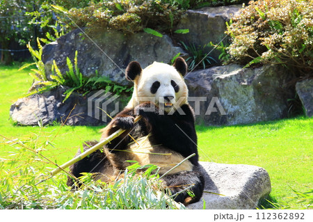 アドベンチャーワールド　ジャイアントパンダ 112362892