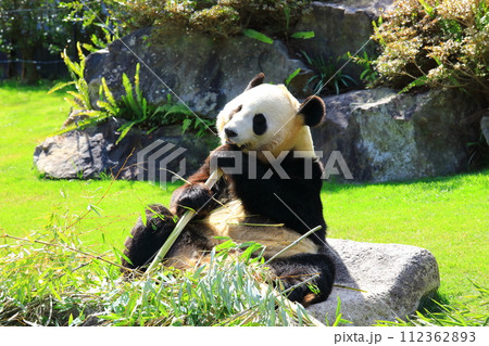アドベンチャーワールド　ジャイアントパンダ 112362893