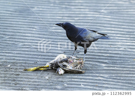 鳥の死骸とハシボソガラス 鳥の死骸とハシボソガラス 112362995