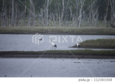 野付湾の丹頂鶴 112363308