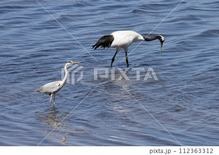 野付湾の丹頂鶴 112363312