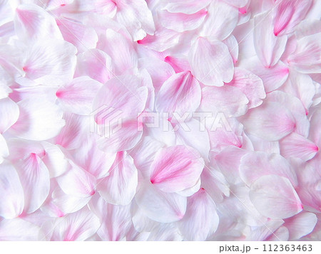 桜の花びら　舞い落ちた花びら　美しく 112363463