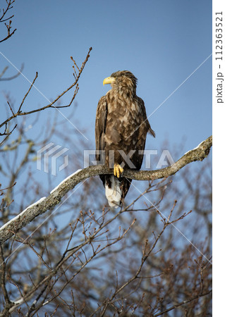 別海の尾白鷲 別海の尾白鷲 112363521