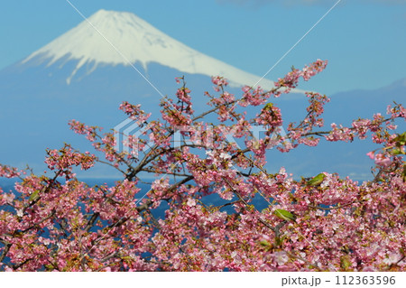 静岡県沼津市井田 駿河湾に面する斜面の早咲き河津桜に飛来するメジロと冠雪した富士山の景色 静岡県沼津市井田 駿河湾に面する斜面の早咲き河津桜に飛来するメジロと冠雪した富士山の景色 112363596