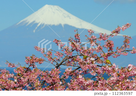 静岡県沼津市井田 駿河湾に面する斜面の早咲き河津桜に飛来するメジロと冠雪した富士山の景色 静岡県沼津市井田 駿河湾に面する斜面の早咲き河津桜に飛来するメジロと冠雪した富士山の景色 112363597