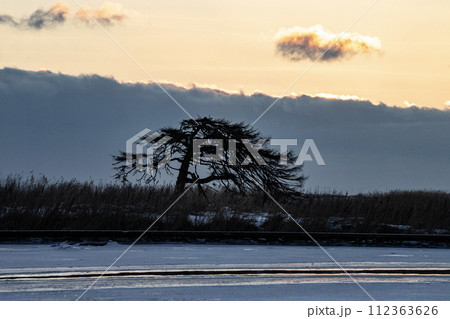 本別海のわしの木 本別海のわしの木 112363626