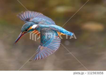 ロックオン 112363856