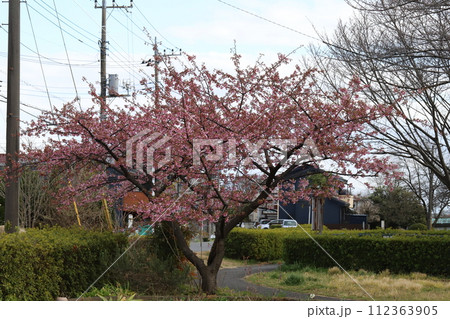 早春の公園に咲くピンク色のカワヅザクラの花 早春の公園に咲くピンク色のカワヅザクラの花 112363905