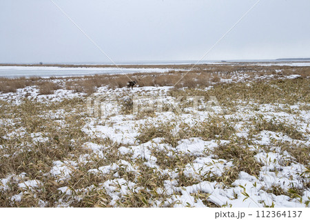 野付半島で生きるエゾシカ 112364137