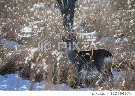野付半島で生きるエゾシカ 野付半島で生きるエゾシカ 112364176