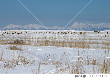 野付半島で生きるエゾシカ 112364180