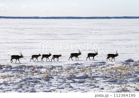 野付半島で生きるエゾシカ 112364190