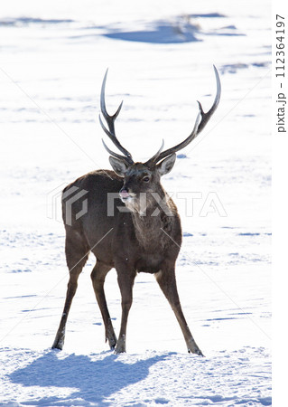 野付半島で生きるエゾシカ 112364197