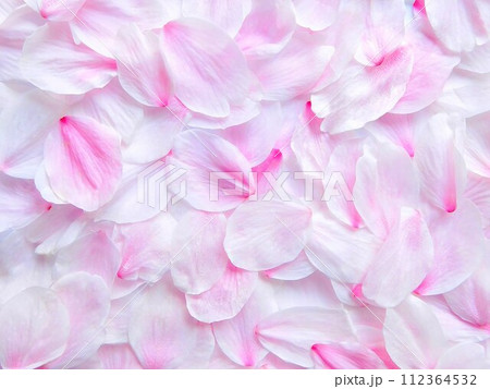 桜の花びら　舞い落ちた花びら　美しく 112364532