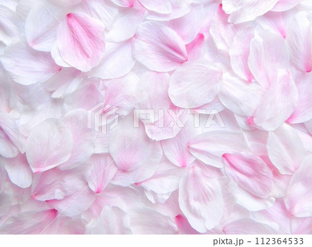 桜の花びら　舞い落ちた花びら　美しく 112364533