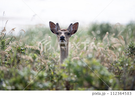春の野付とエゾシカ 春の野付とエゾシカ 112364583