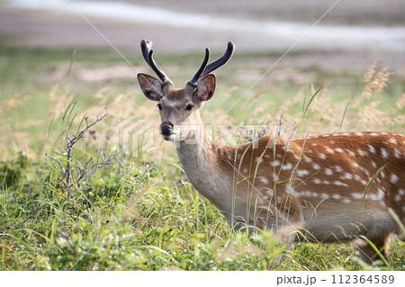春の野付とエゾシカ 112364589