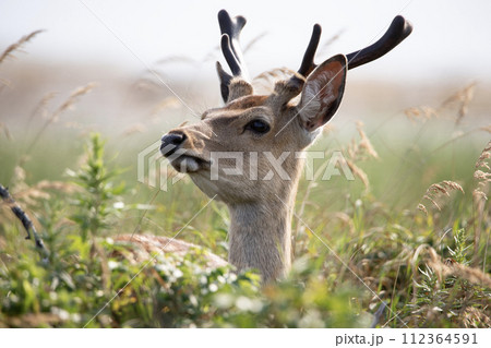 春の野付とエゾシカ 112364591
