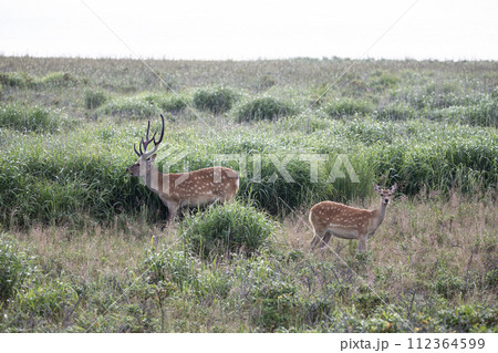 春の野付とエゾシカ 112364599