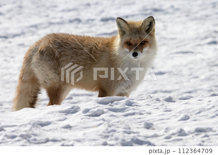 雪原のキタキツネ 112364709