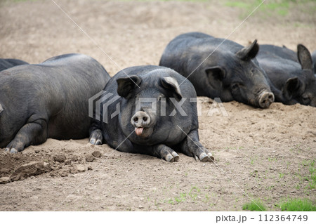 放牧の黒豚 112364749