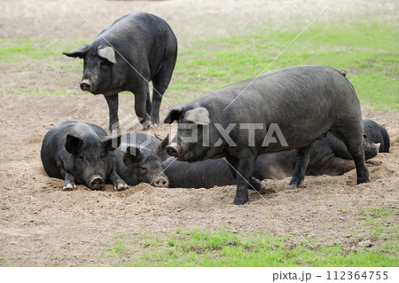 放牧の黒豚 112364755
