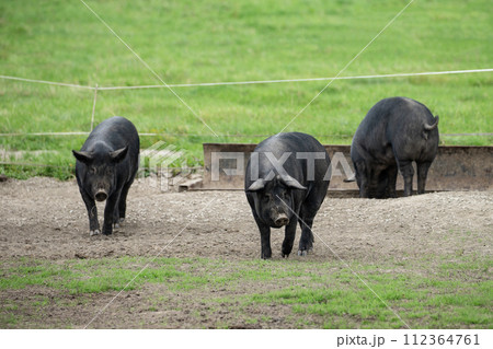 放牧の黒豚 放牧の黒豚 112364761