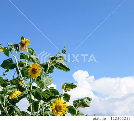 青空と白い雲の下に咲くヒマワリ 112365213