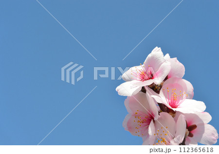 青空に映えるアーモンドの花 112365618