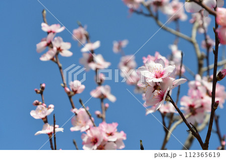 青空に映えるアーモンドの花 112365619