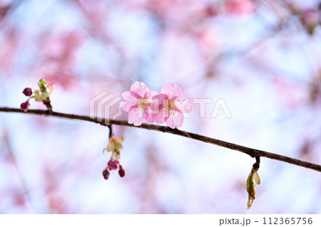 桜咲く 桜咲く 112365756
