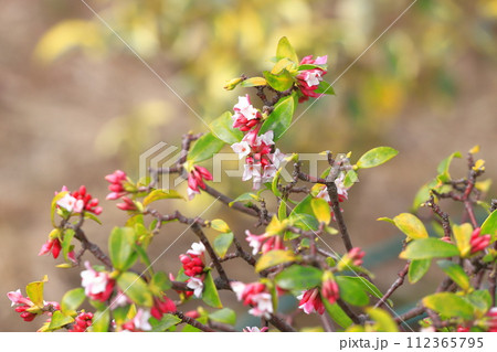 春の花　沈丁花（ジンチョウゲ） 112365795