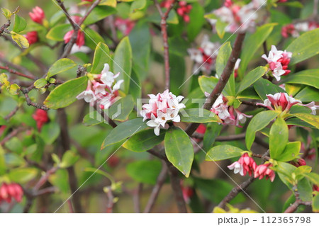 春の花 沈丁花(ジンチョウゲ) 春の花 沈丁花(ジンチョウゲ) 112365798