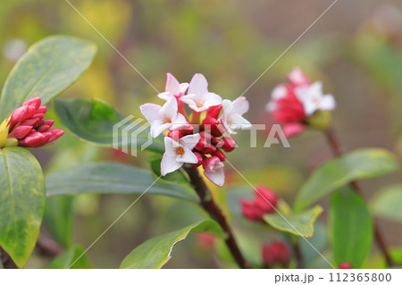 春の花 沈丁花(ジンチョウゲ) 春の花 沈丁花(ジンチョウゲ) 112365800